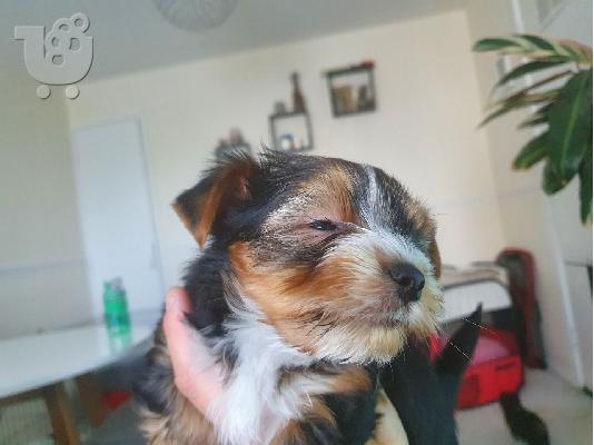 Φανταστικά κουτάβια Yorkshire Terriers