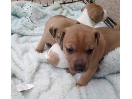 PoulaTo: Patterdale Terrier Pups
