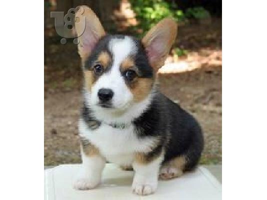 PoulaTo: Welsh Corgi (Pembroke) Puppies for Sale