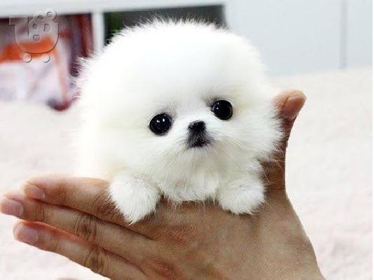 PoulaTo: Σπιτς μινι / pomeranian mini