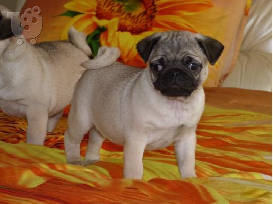 PoulaTo: γλυκά κουτάβια Pug προς πώληση