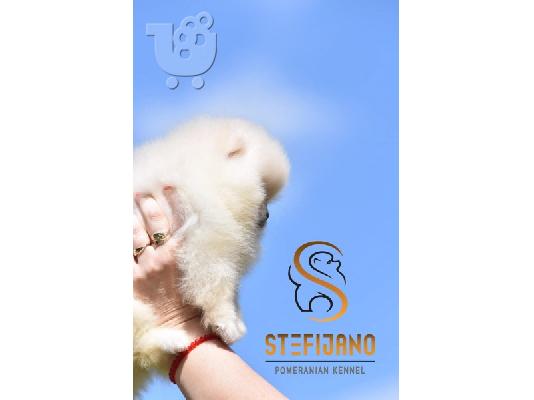 Pui de rasă Pomeranian Boo