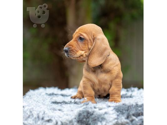 Dachshund κουτάβια προς πώληση