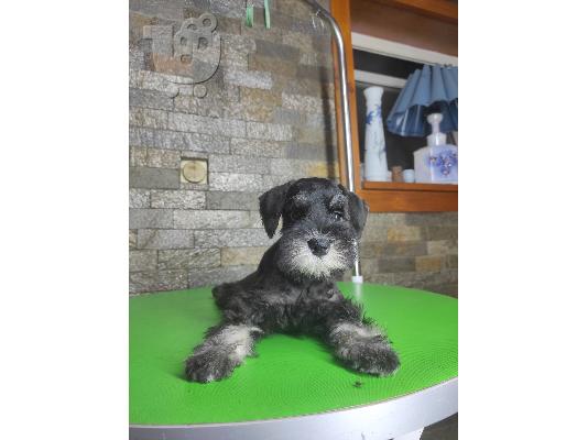 Μινιατούρα Schnauzer ΟΜΟΡΦΑ κουταβάκια