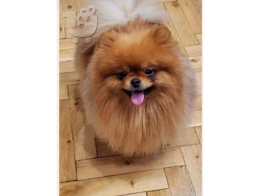 Pomeranian Spitz κουτάβια