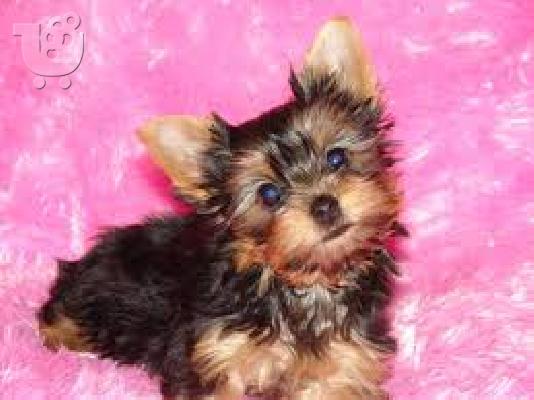 yorkie κουτάβια για σένα