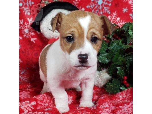 PoulaTo: Υπέροχα υγιή κουτάβια Jack Russell