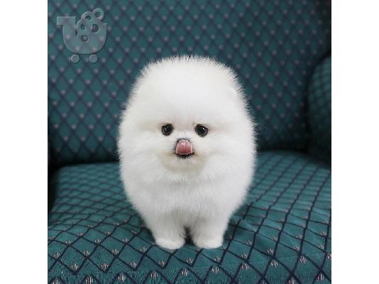 Όμορφα κουτάβια Pomeranian για καλό σπίτι