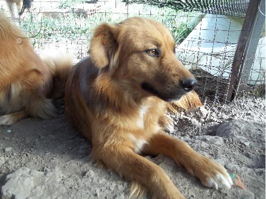 PoulaTo: Χαρίζεται Ημίαιμο Λυκόσκυλο