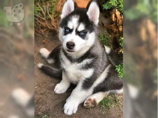 PoulaTo: Κουτάβια Husky