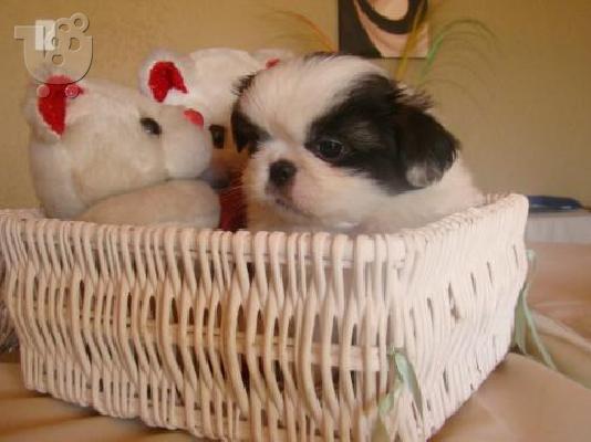 PoulaTo: ΧΑΡΤΟΝΟΜΙΣΜΑ ΔΡΑΧΜΑΙ 500 ΠΕΝΤΑΚΟΣΙΑΙ