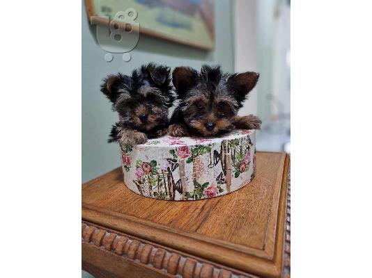 Γιορκσάιρ τεριέ (Yorkie) κουτάβια