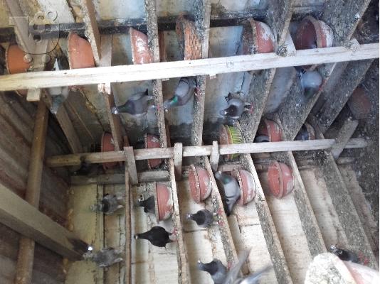 PoulaTo: Ταχυδρομικά περιστέρια