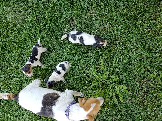 Jack russell