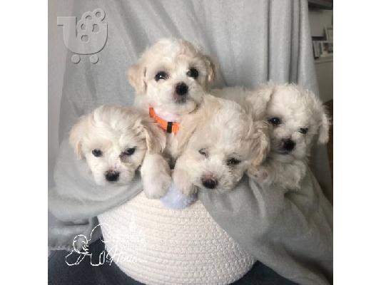 Bichon Frize κουτάβια