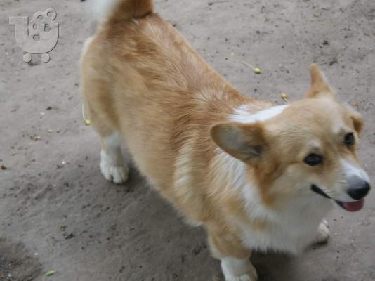 Pembroke Welsh Corgi