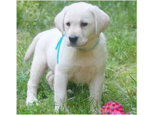 PoulaTo: Αρχικά εκπαιδευμένα κουτάβια Labrador Retriever