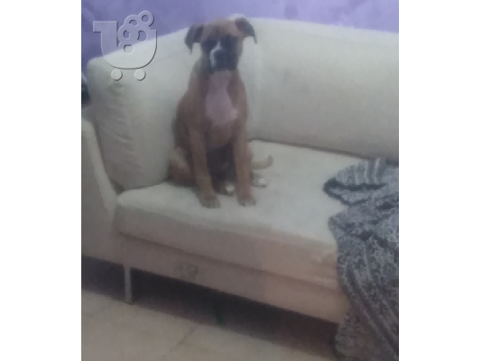 σκυλος boxer