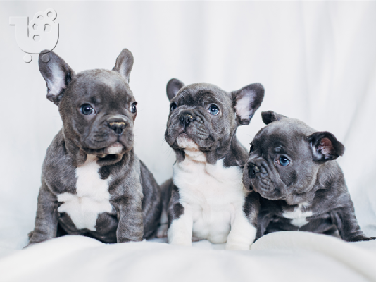 PoulaTo: French bulldog Blue