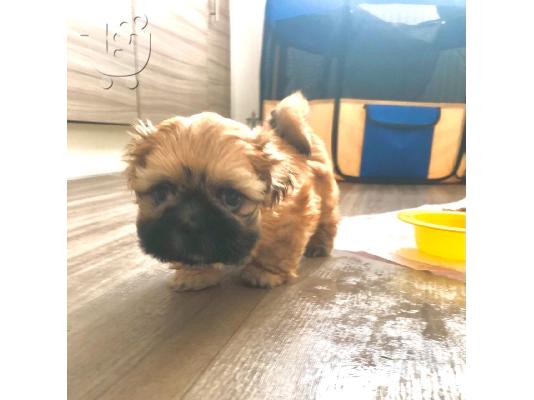 Χαριτωμένα κουτάβια Shih Tzu