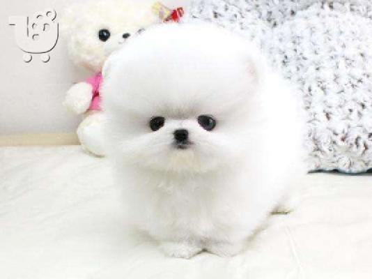 Γεια σας, εδώ έχουμε 2 πανέμορφα κουτάβια Pomeranian
