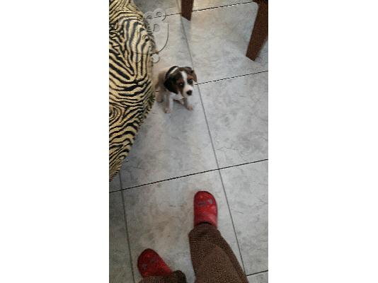 BEAGLE