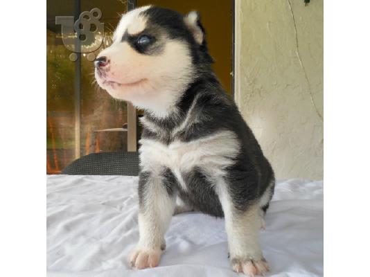 Τα εγγεγραμμένα κουτάβια της Σιβηρίας Husky προς πώληση...