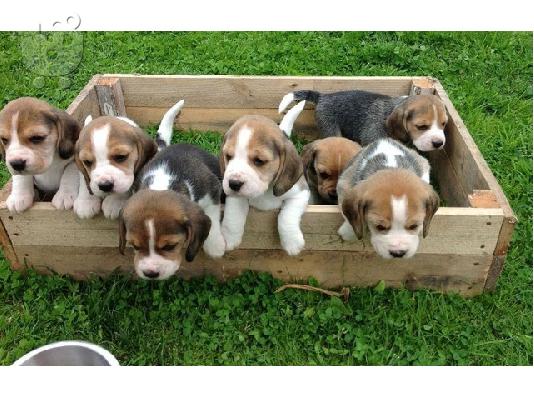 Εδώ παρουσιάζουμε τα υπέροχα κουτάβια Beagle μας έτοιμα να ξαναστήσουν,...