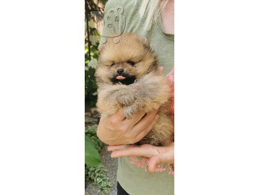 Pomeranian Spitz κουτάβια