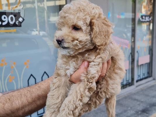 PoulaTo: Poodle mini cream - Κανίς μίνι μέγεθος κρεμ χρώμα