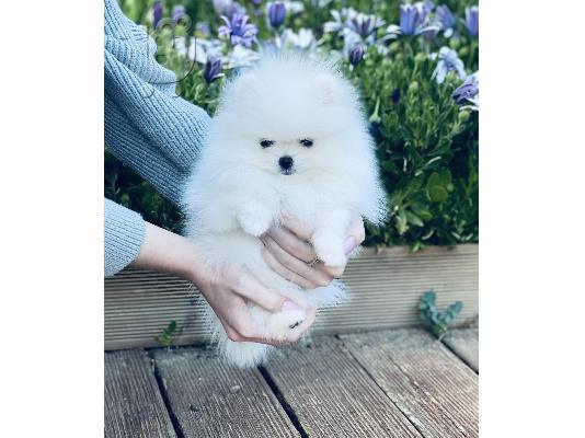 Pomeranian spitz mini white