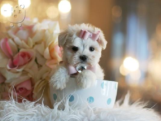 PoulaTo: Δύο κουτάβια Top Class Maltese Available