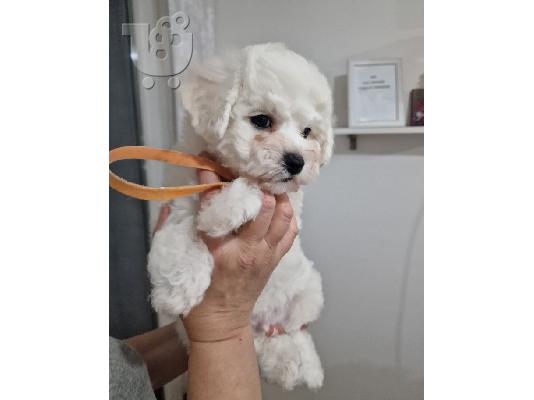 Bichon Frize κουτάβια
