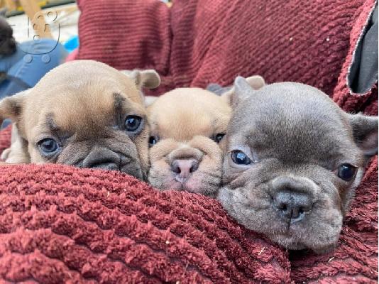 Κουτάβια AKC FrenchBulldog+34634098453