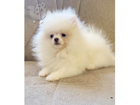 PoulaTo: Pomeranian Spitz κουτάβια