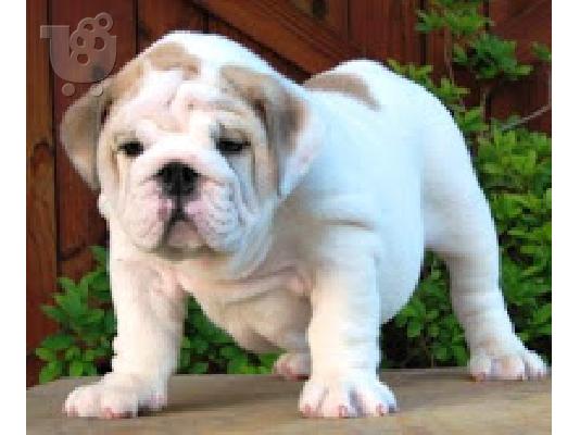 PoulaTo: englishbull κουτάβια για € 300