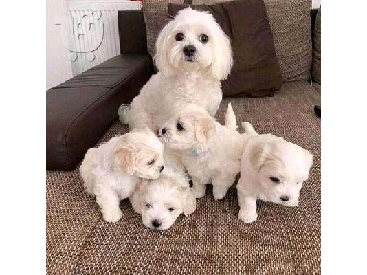PoulaTo: Maltese mini