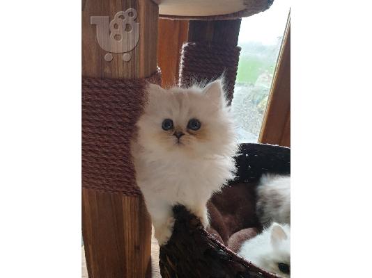 Εγγεγραμμένοι όμορφοι πασιένους chinchilas Kitten Gccf