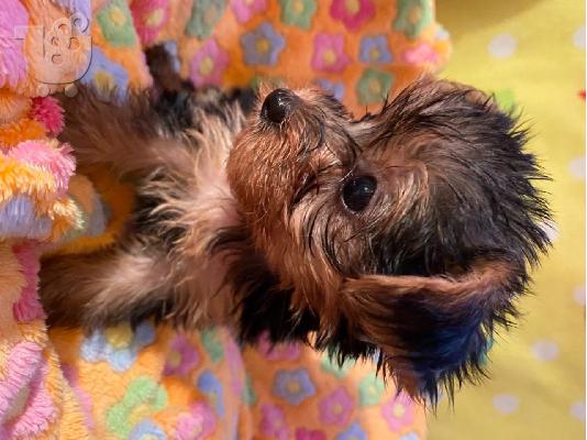 Διατίθεται Yorkshire Terrier