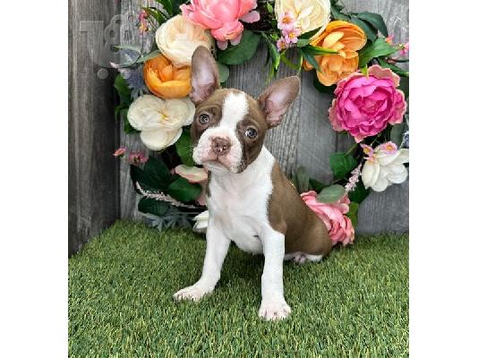 PoulaTo: Αξιολάτρευτα κουτάβια Boston terrier