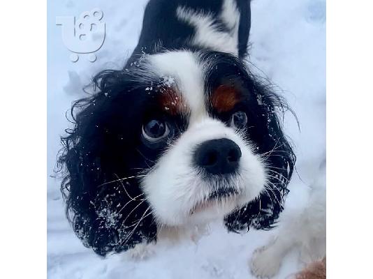 Φοβερός Cavalier King Charles