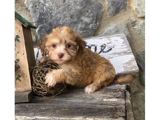Havanese