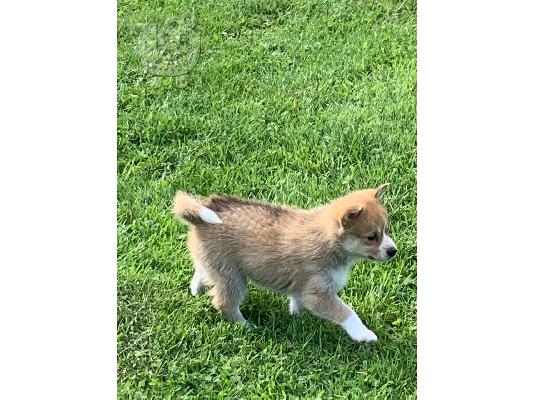 Κουτάβια Pomsky προς πώληση