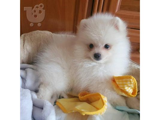 PoulaTo: Δύο φοβερά κουτάβια Pomeranian