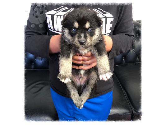 Όμορφα Pomsky Pups