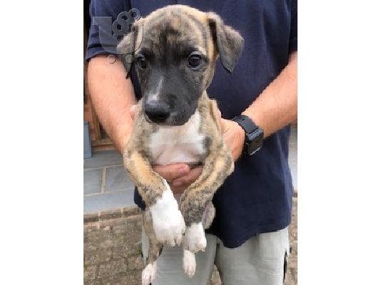 Φανταστικά κουτάβια Whippet ραδιόφωνα