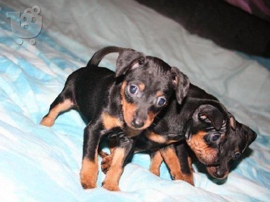 PoulaTo: Pinscher toy