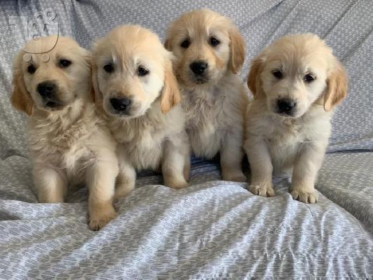 PoulaTo: Υπέροχα εγγεγραμμένα KC Pedigree Labrador κουτάβια
