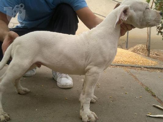 PoulaTo: DOGO ARGENTINO
