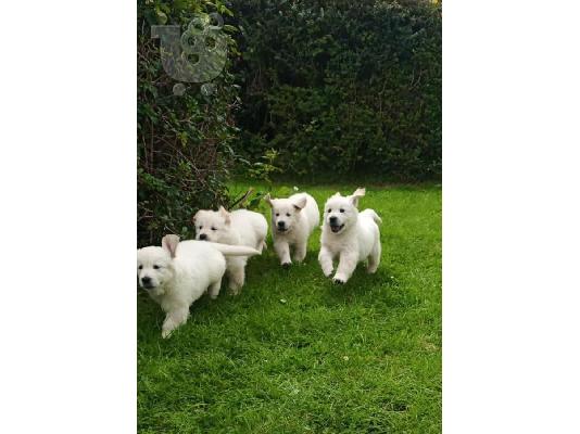 PoulaTo: Όμορφα κουτάβια Golden Retriever για καλό σπίτι